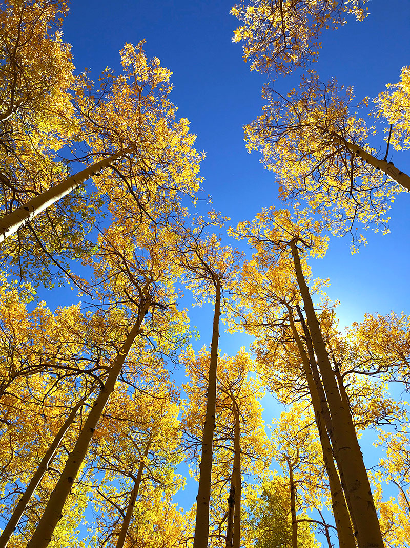 Colorado golden aspens - beautiful Fall colors in Colorado - photo by Jen Goode