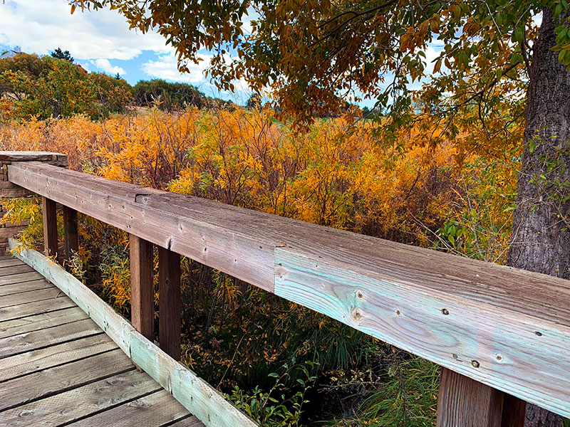 Take a walk in Colorado in the Fall and explore the beautiful color. Photo by Jen Goode