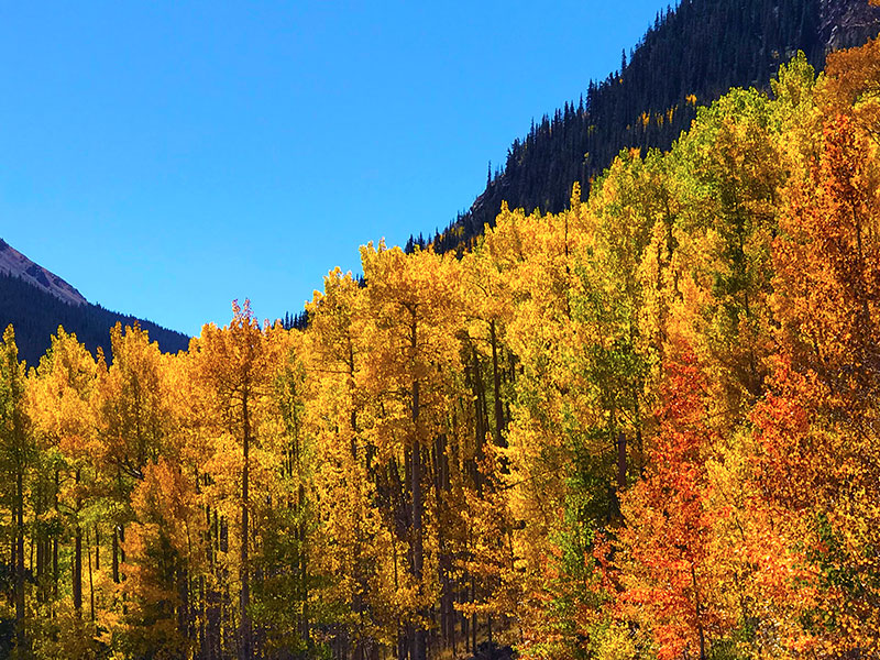 Fall color view in the mountains of Colorado. Photo by Jen Goode