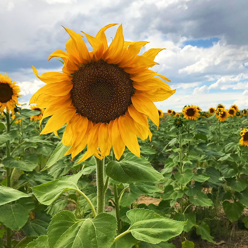 Pretty Fall sunflower in September. Fall colors in Colorado. Photo by Jen Goode